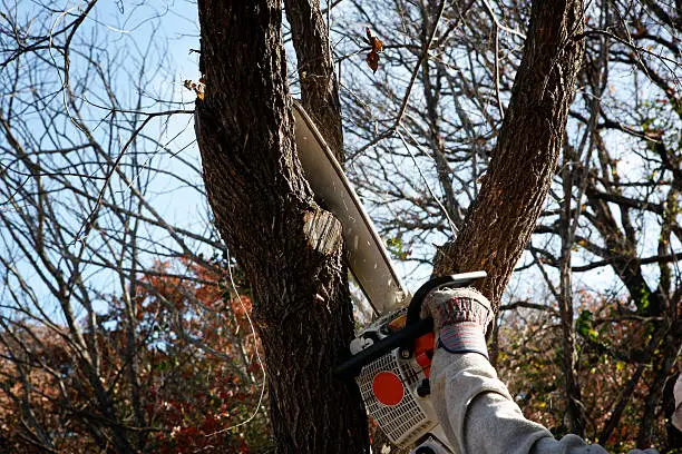 Tree Cutting Service
