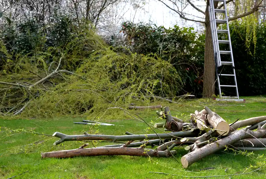 Land Clearing Services That Manage Vegetation And Debris Removal in New Orleans, LA