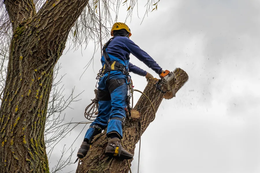 Local Tree Cutting Service New Orleans, LA