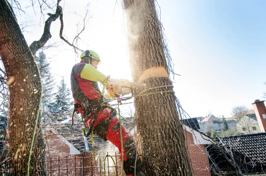 Premium Tree Cutting Service New Orleans, LA