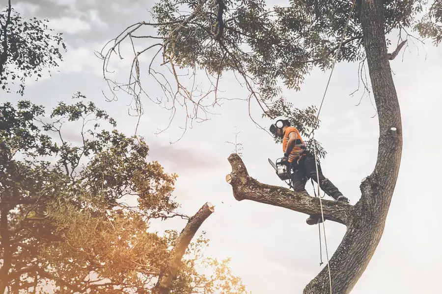 Reputable Tree Cutting Service New Orleans, LA