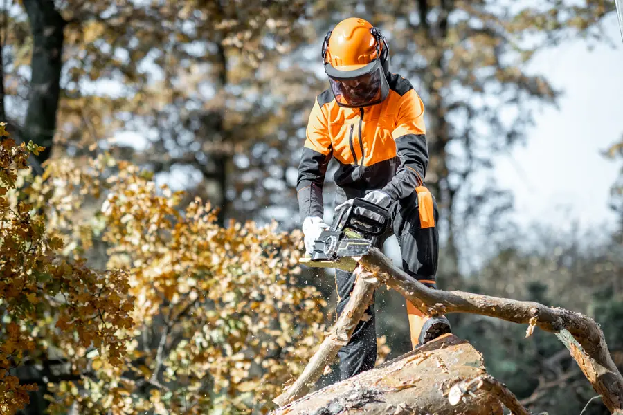 Seasonal Considerations When Scheduling Tree Cutting Service New Orleans, LA